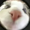 hajajzjzis