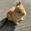 卓码不左码