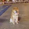 王大发11