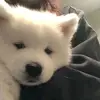噗心