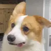 昵称长就是霸气