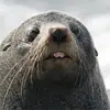 SealC