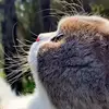 你饼的比赛还用得着看