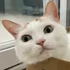 油油的灯