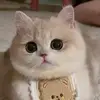索博斯洛伊kk