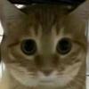 chioly