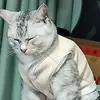 墨戾子