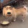 不是很懂但爱看