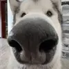 申国杰
