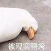 胖鸡的猫巴