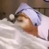 永恒的黄黑之心