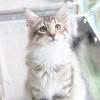 森林猫666