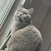 七七养的猪