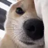 黑皮主人