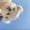 西安本特戈蒂球场小叶6