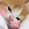 小新ii