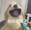潍坊大大龙