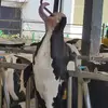 中国奶牛王
