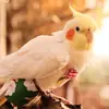 重庆阿森纳小吴5
