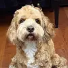 太子格拉利什