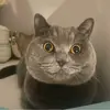 金州阿森纳