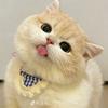 朱古力的猪