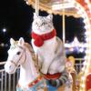 猫籽先生