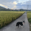 永远的曼联皇马