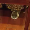 一捧星
