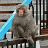 水晶宫不败