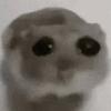 CDRC成都蓉城