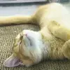 大连柠檬茶