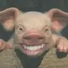 fdycool