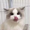 杀鸭特团长