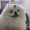 北京欧洲联赛最佳球员小陶5