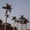 Vdor