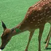 ybmrl