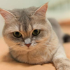 我家猫咪叫子龙