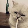 鲨鱼辣椒丶