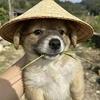 江湾旧梦蓝魂