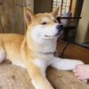 bobogoi