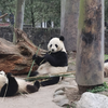 Chicago三轮