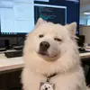 Harry-chow