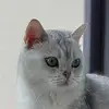 枫无痕6