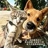蜡笔小新不爱吃青椒