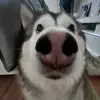 狂野大蟑螂