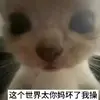 别急会赢