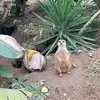 成都维罗纳小丁3