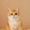 竹影摇风