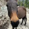 黑完这家黑那家